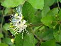 Wild Caper Bush